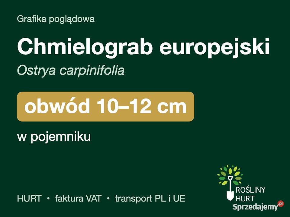 Chmielograb europejski obwód 1012 w pojemniku