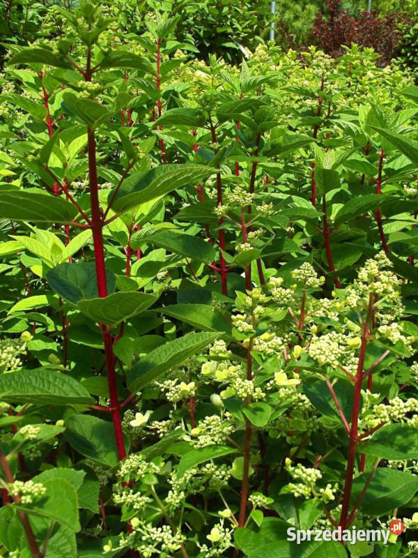 HORTENSJA WIMS RED sadzonki w doniczkach