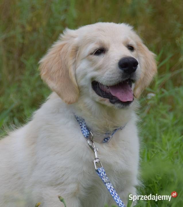 Golden Retriever Zkwp fci mazowieckie Łochów