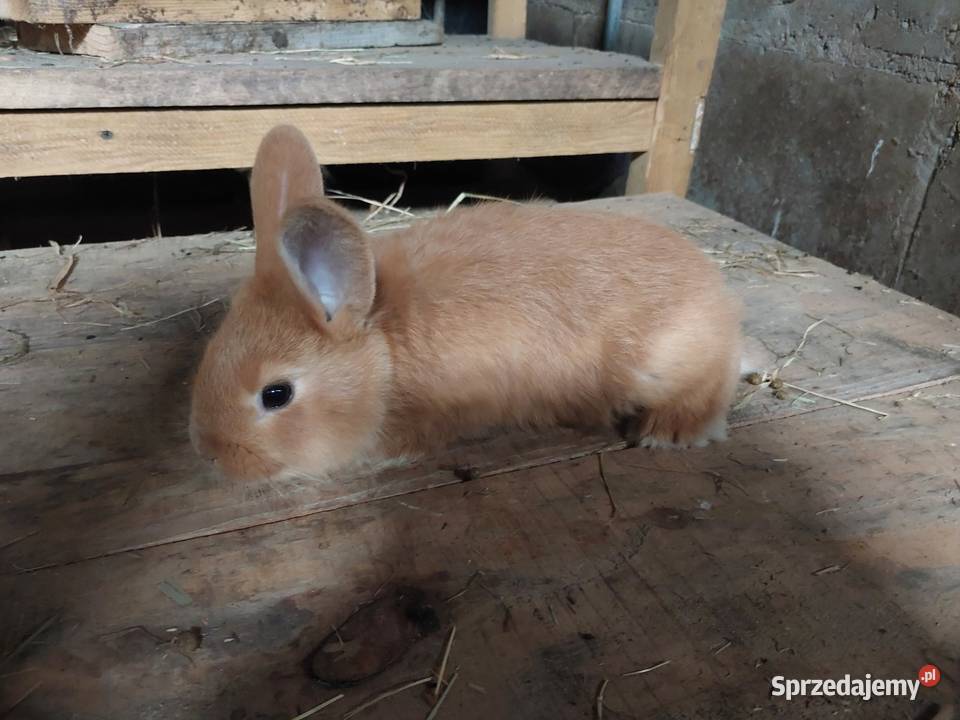 Sprzedam króliki lubelskie