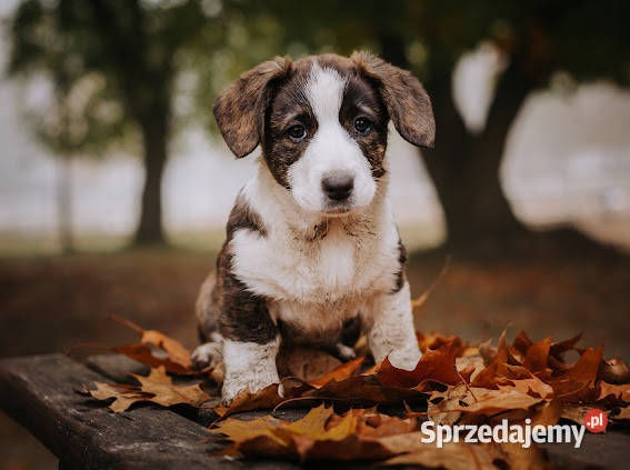 Welsh Corgi Cardigan ZKwP FCI Pozostałe Nisko