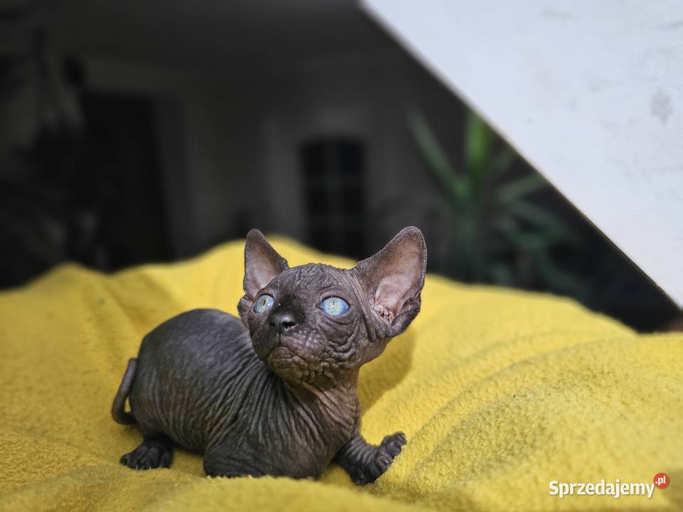 Kotka Sfinks kanadyjski Vascat EKKR FPL Lublin sprzedam