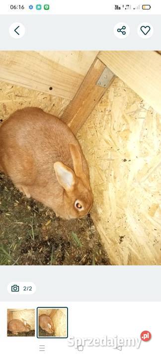 Sprzedam kotne królice Ocieka