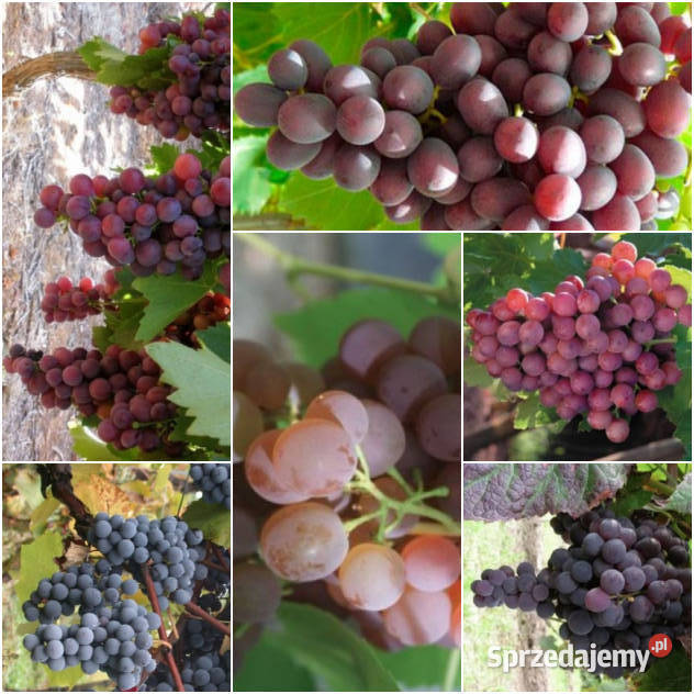 Zestaw 6 winogron bezpestkowych. Winorośl sadzonki