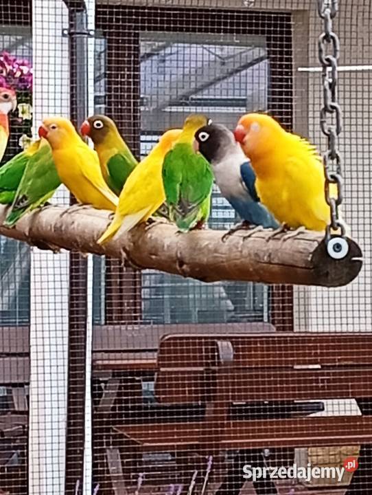 Papugi nierozłączki i rozelle Cierpisz