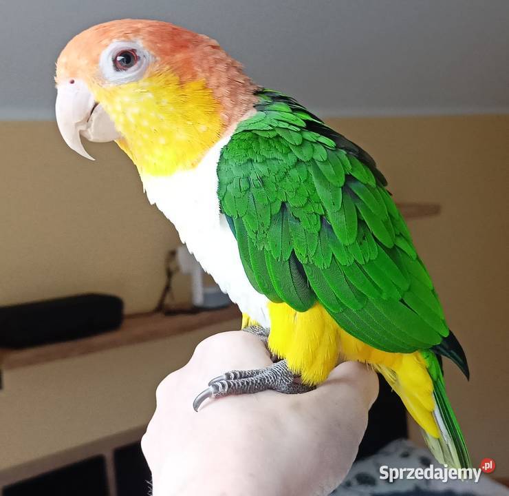 Barwinki bialobrzuche dwa samce klatka zabawki Gdynia