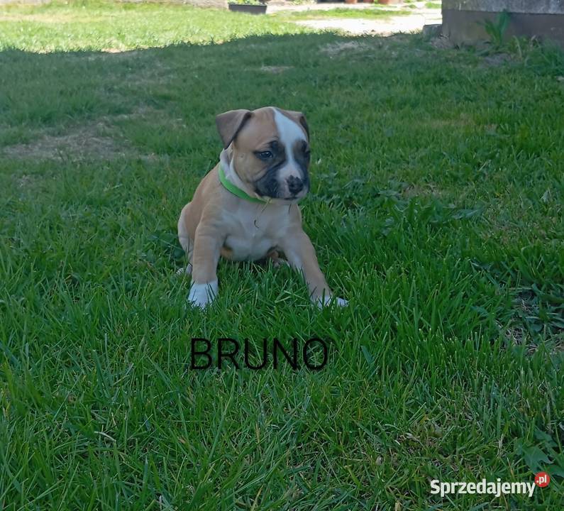 American Staffordshire Terrier sprzedam