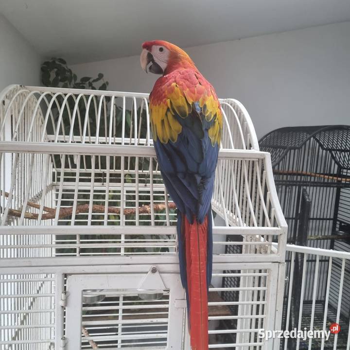Ara macao samiec 5 miesiecy