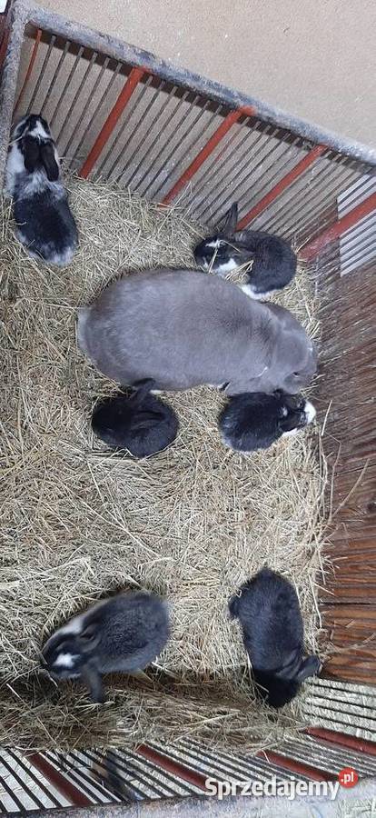 Samica baran francuski z młodymi Turobin sprzedam