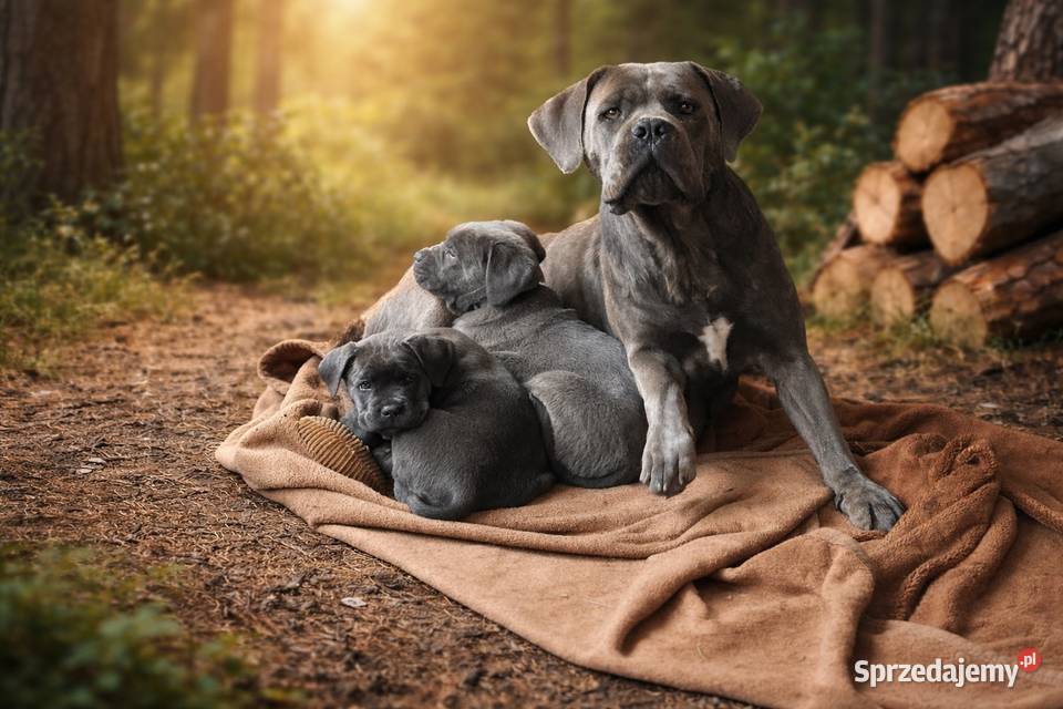 Cane Corso szczenięta ur 05022026 rodzicach z Pyrzowice