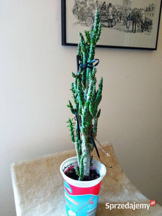 Cylindropuntia subulata sukulent ten i inne Białystok