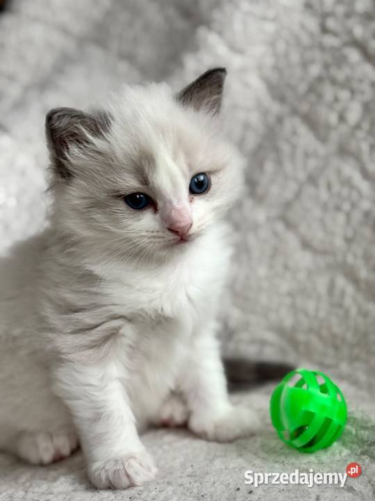 kocurek RAGDOLL blue bicolor rodowód łódzkie Skierniewice
