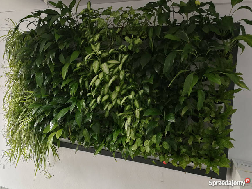 Projektowanie ogrodów ogrody wertykalne Jaworzno