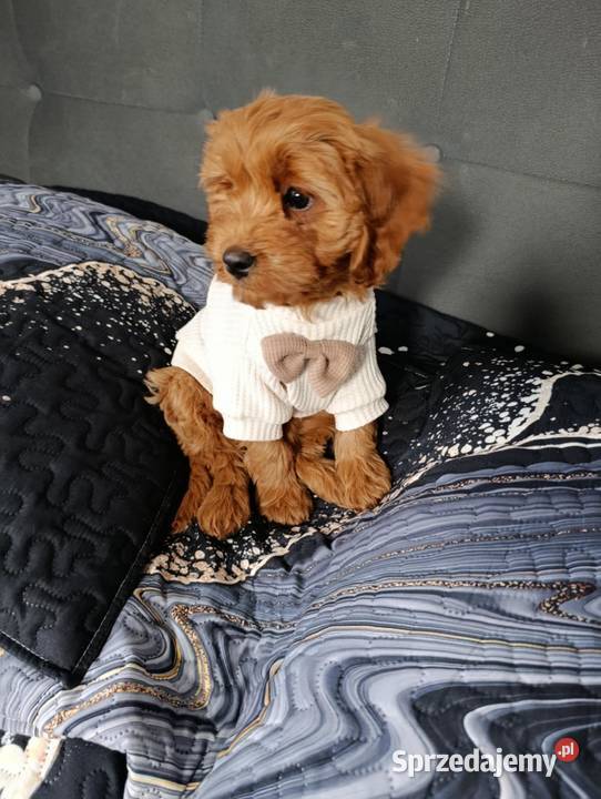 Cavapoo Suczka Szczaworyż