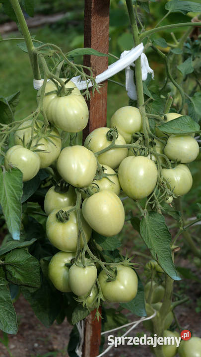 Sprzedam działkę ROD Lotnik Stachowicka Sprzedaż