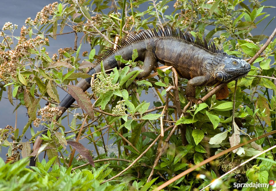 Czarny Legwan Wrocław