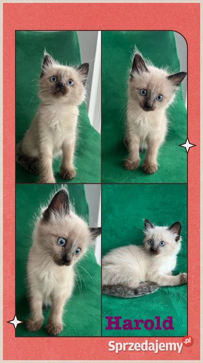 Sprzedam koty syjamskie starego Syjamski lubuskie Gorzów Wielkopolski sprzedam