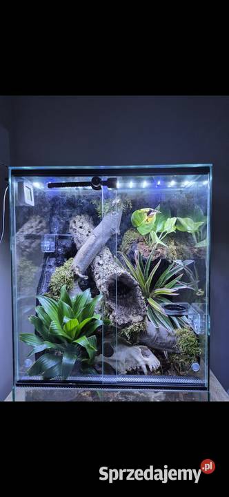 Gekon orzęsiony z terrarium bioaktywnym