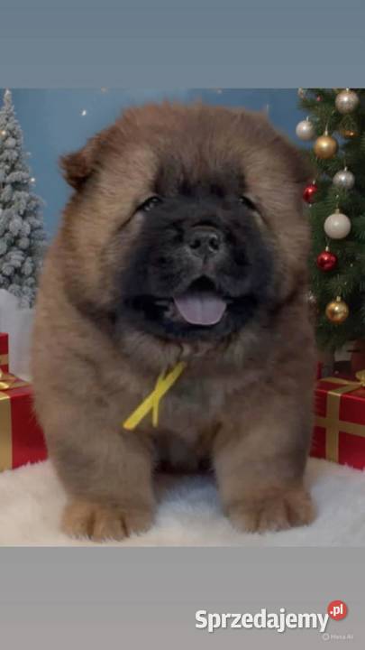 Chowchow Szczeniaki FCI Pszczyna