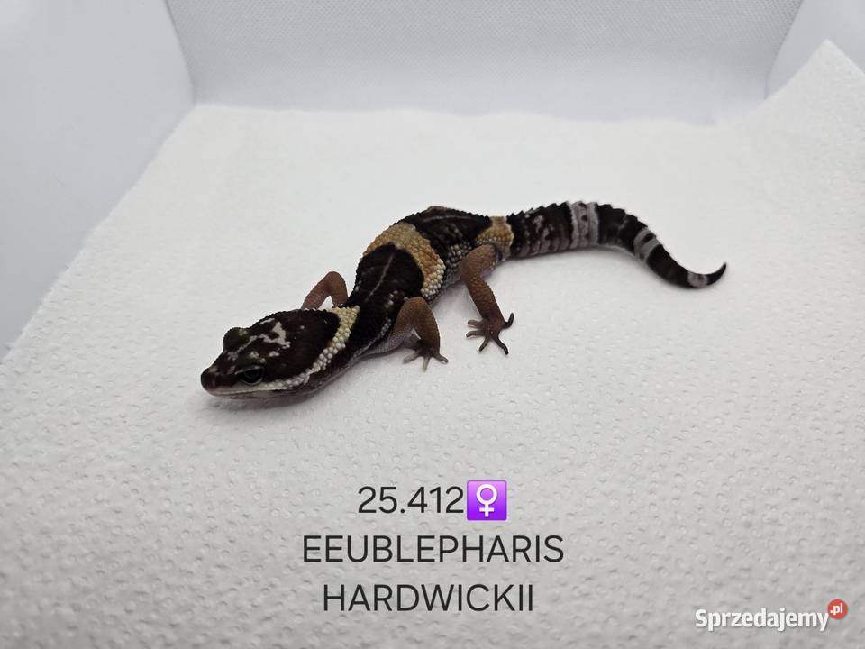 Eublepharis hardwickii gekon Zawiercie sprzedam