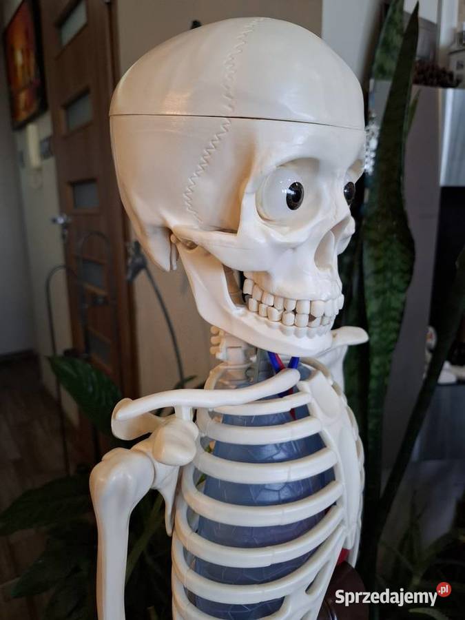 Model edukacyjny szkieletu człowieka kostek małopolskie Kraków