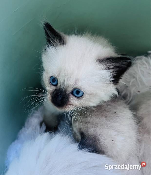 Kotek Syjamski Toruń