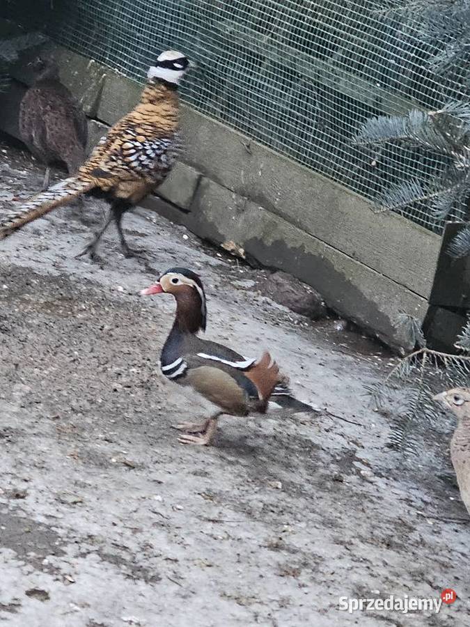 Sprzedam ptaki Leszno