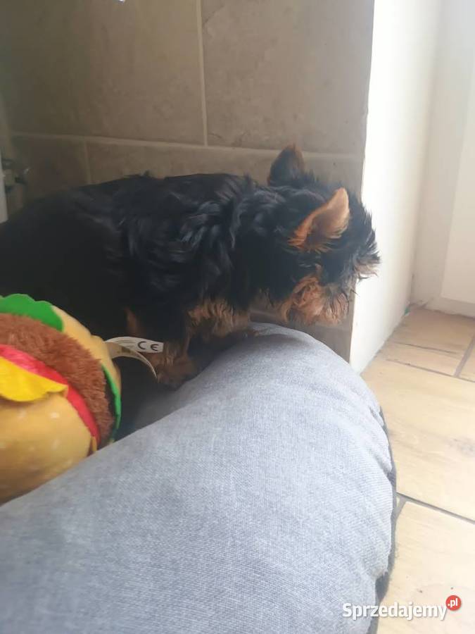 York Yorkshire terrier suczkamini kujawsko-pomorskie Radziejów