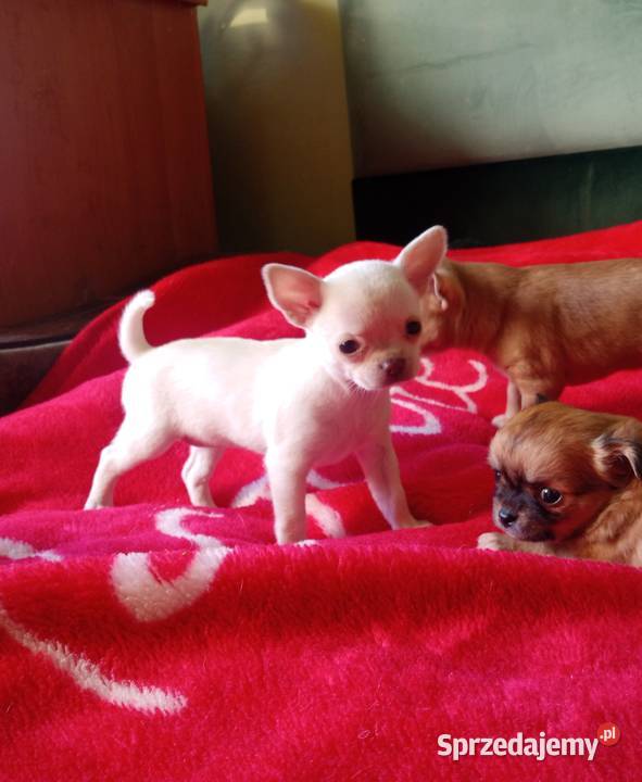 Chihuahua suczka biała i bezowa Jasienica Dolna