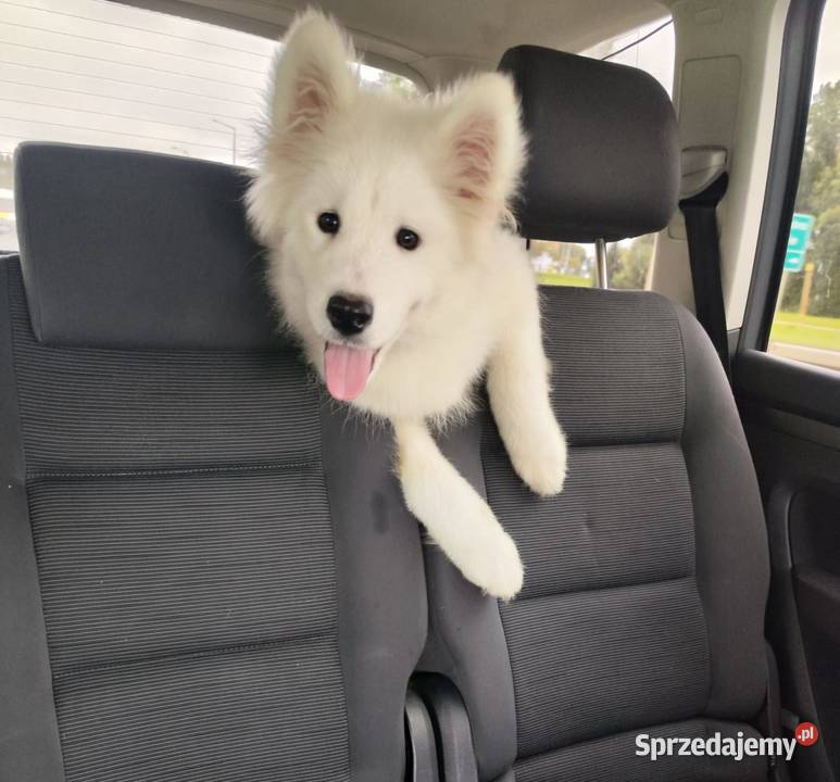 Samoyed szeniaki