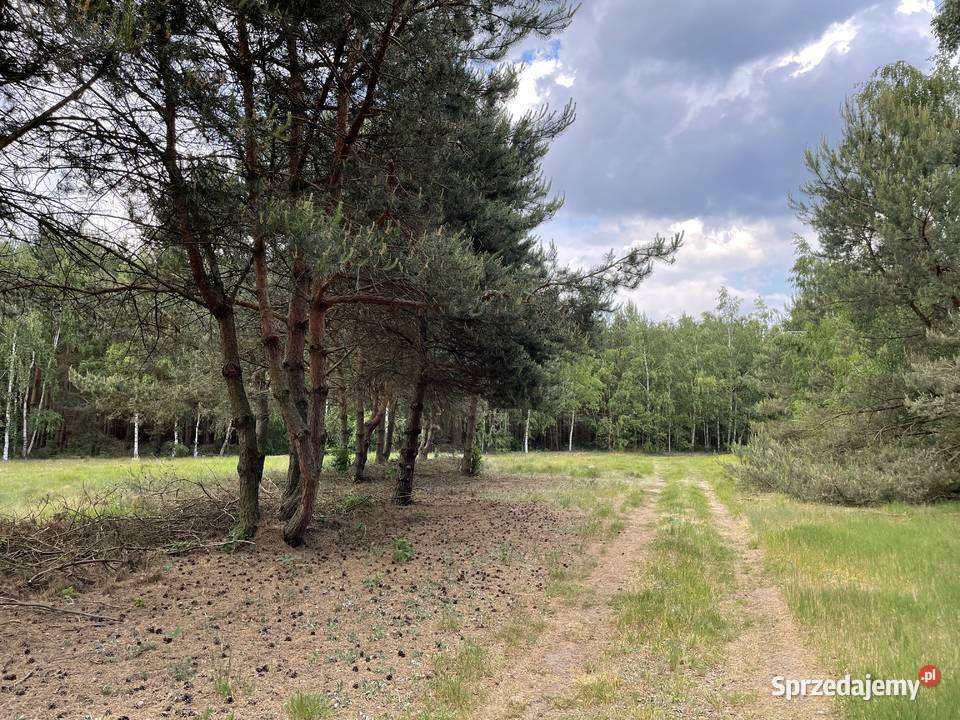 Działka z możliwością budowy domu 14 arów 1400m2 Sprzedaż Osiny