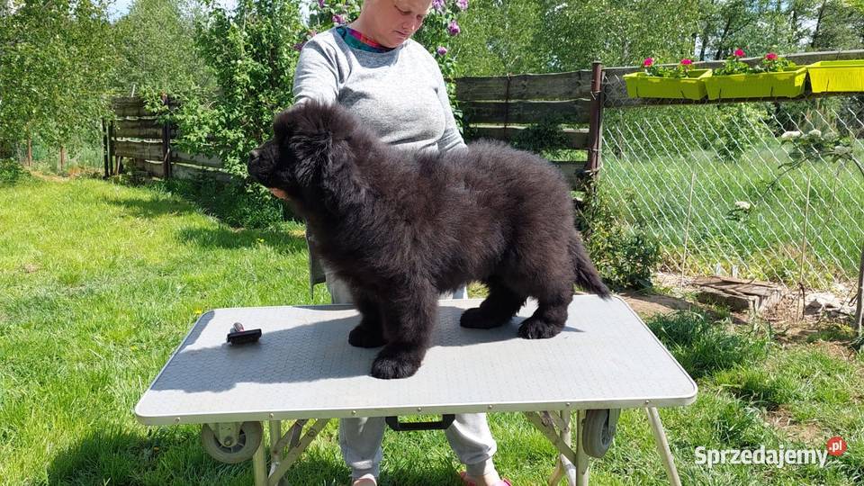 Nowofundland piękny piesek z metryką ZKwP Zwierzęta Rozdziały