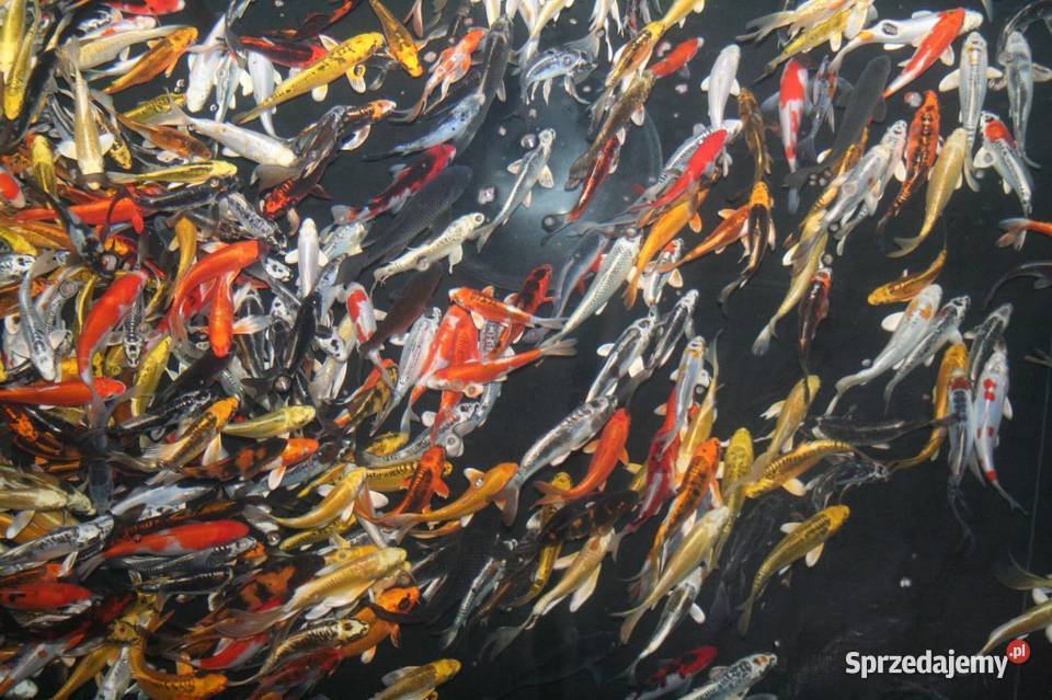 Ryby narybek Lina Karpia Karasia kolorowy Amura