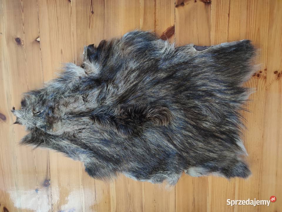 Skóra z dzika lubelskie Zamość sprzedam
