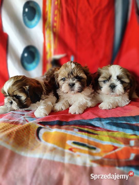 Shih tzu Zyck Polski