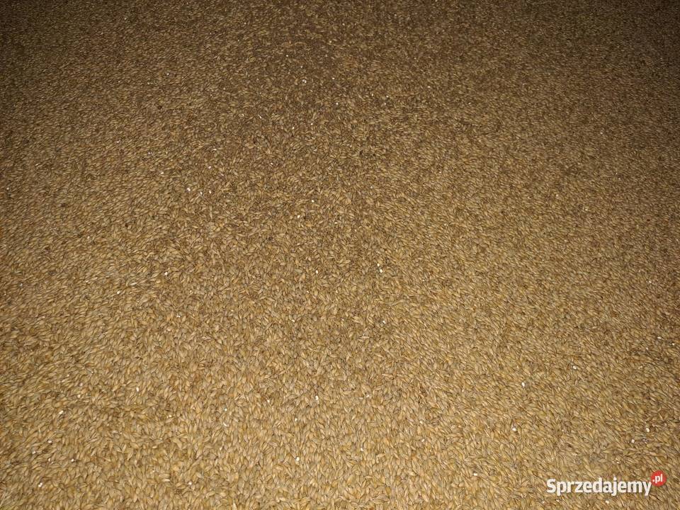 Jęczmień Jary Zworkowany 50 Brześć Kujawski sprzedam