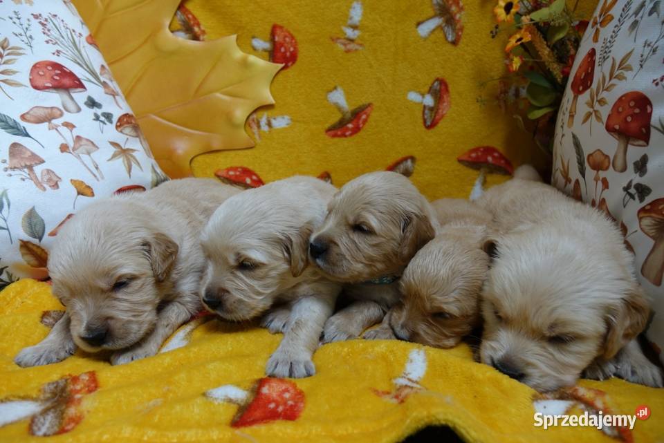 Golden Retriever pieski i suczki złote Tułowice