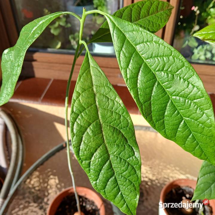 Avocado awokado roślina domowa Nowy Sącz sprzedam