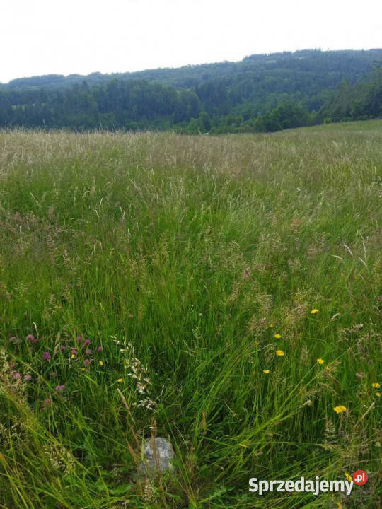 8000 m2 Zabudowa mieszkaniowa w Górach Sowich asfalt Walim