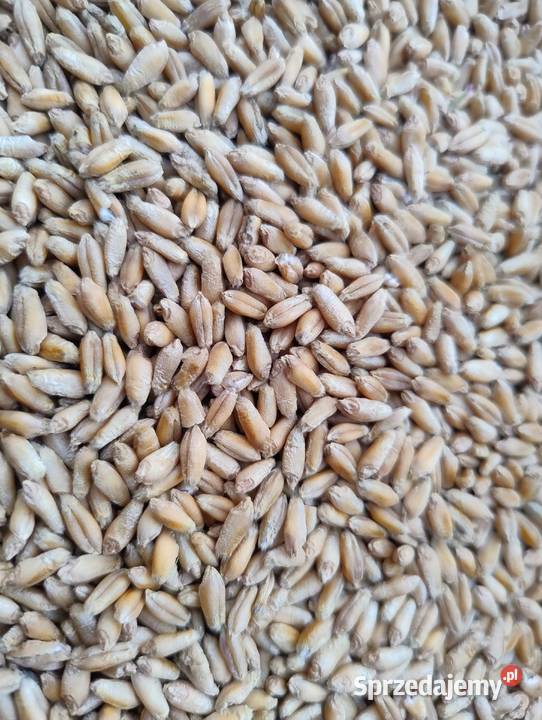 Sprzedam pszenzyto