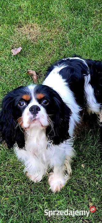 Cavalier King Charles Spaniel Reproduktor Siedliszowice