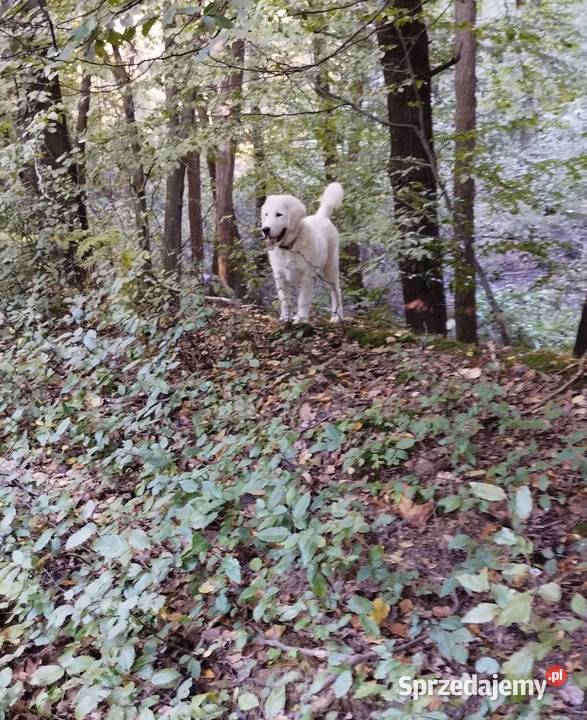 Piękne Owczarki Podhalanskie