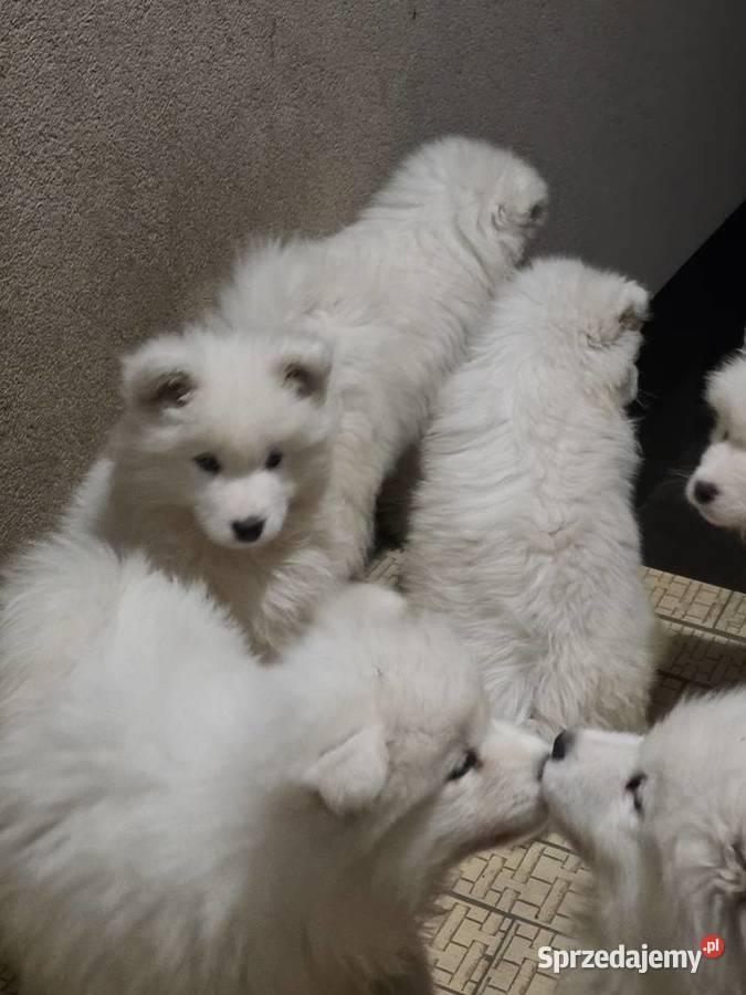 Samoyed gotowy do odbioru mazowieckie Warszawa