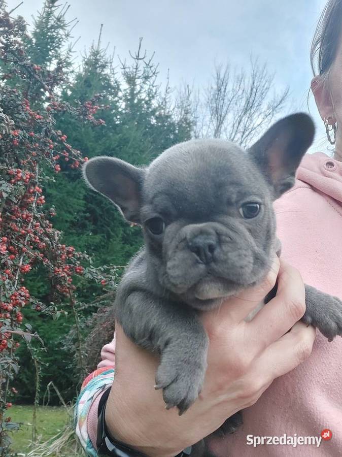 Buldog francusk przesliczna suczka blue gotowa Szprotawa