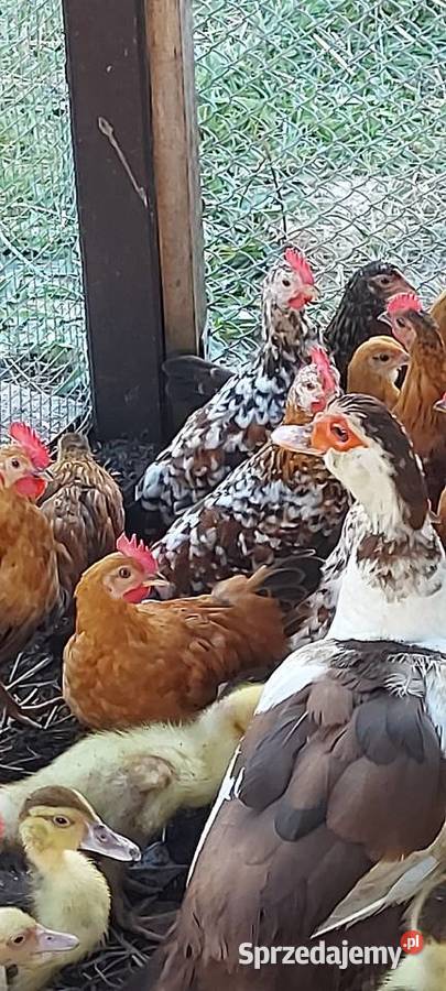 Koguty Liliput Liliputki Karzełek 14 tygodni łódzkie Łódź