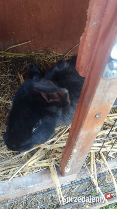 Sprzedam królika samica Lipinki