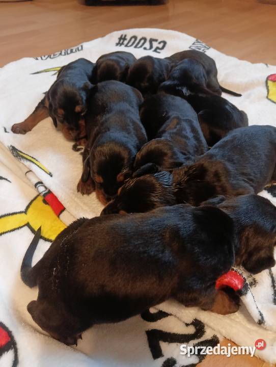 Polski Gończy do REZERWACJI sprzedam