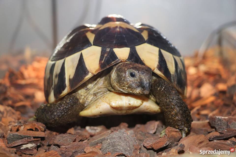 żółw grecki kujawsko-pomorskie Nakło nad Notecią sprzedam
