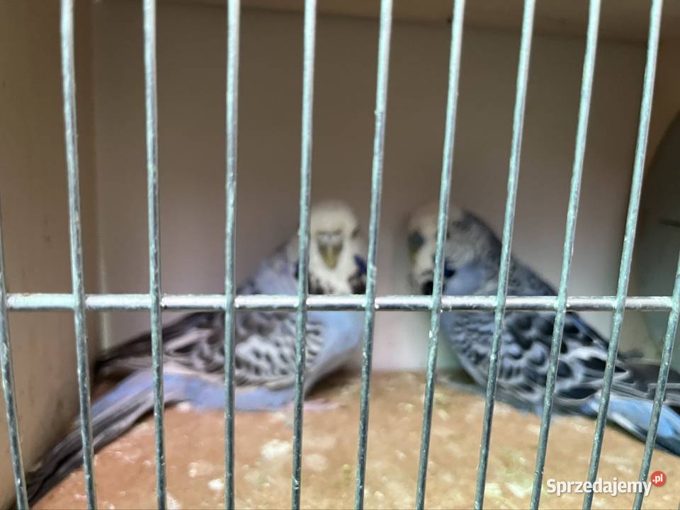 Papugi faliste Wpf Ptaki Ptaki Zachowice