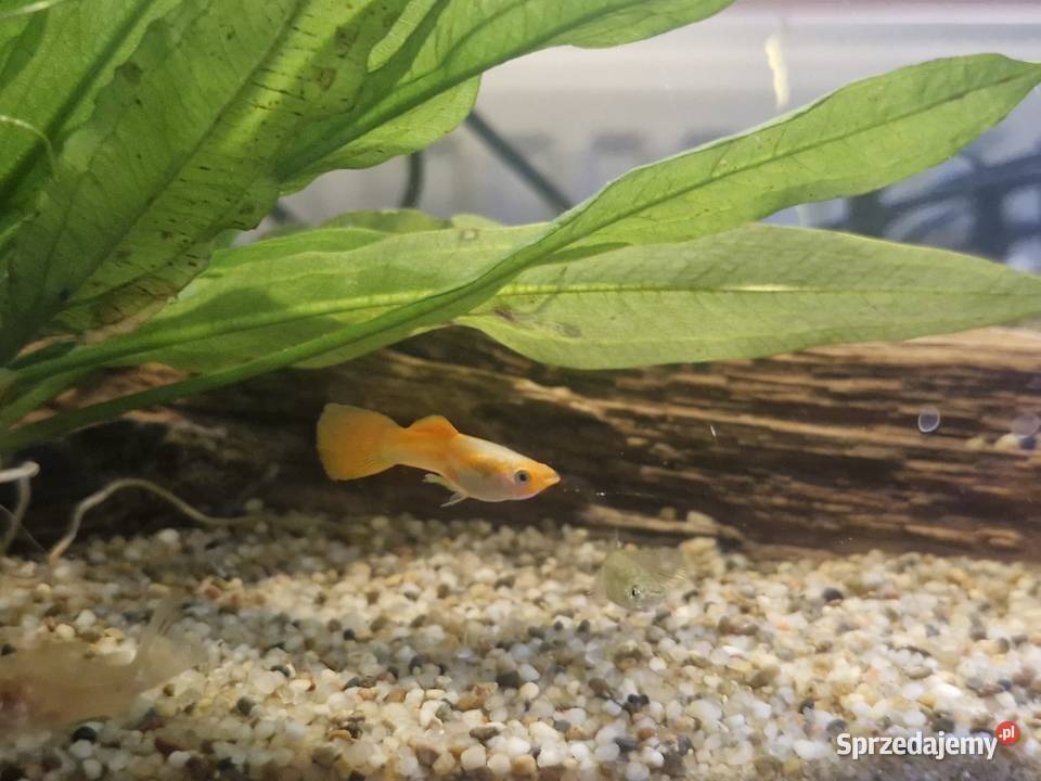 Gupiki WYSYŁKA Zawiercie